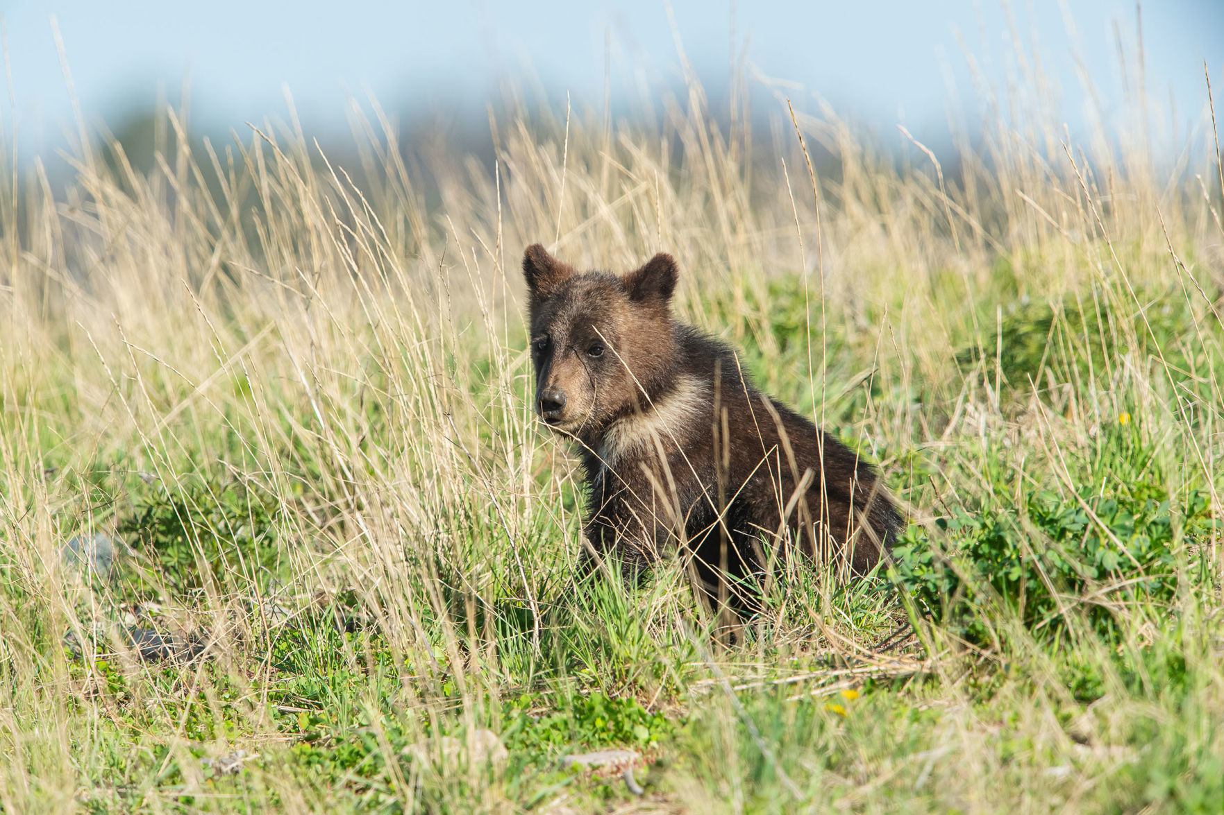 Togwotee grizzly cub